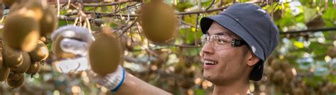 jobs bay of plenty|kiwifruit jobs bay of plenty.